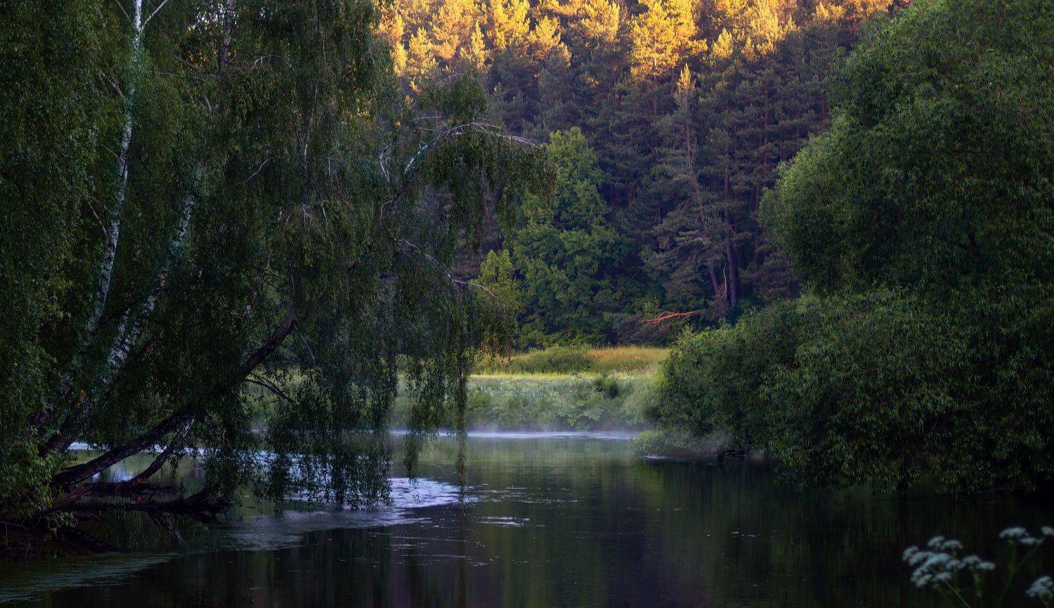 утро, лес, река, дымка,, Сергей Шабуневич