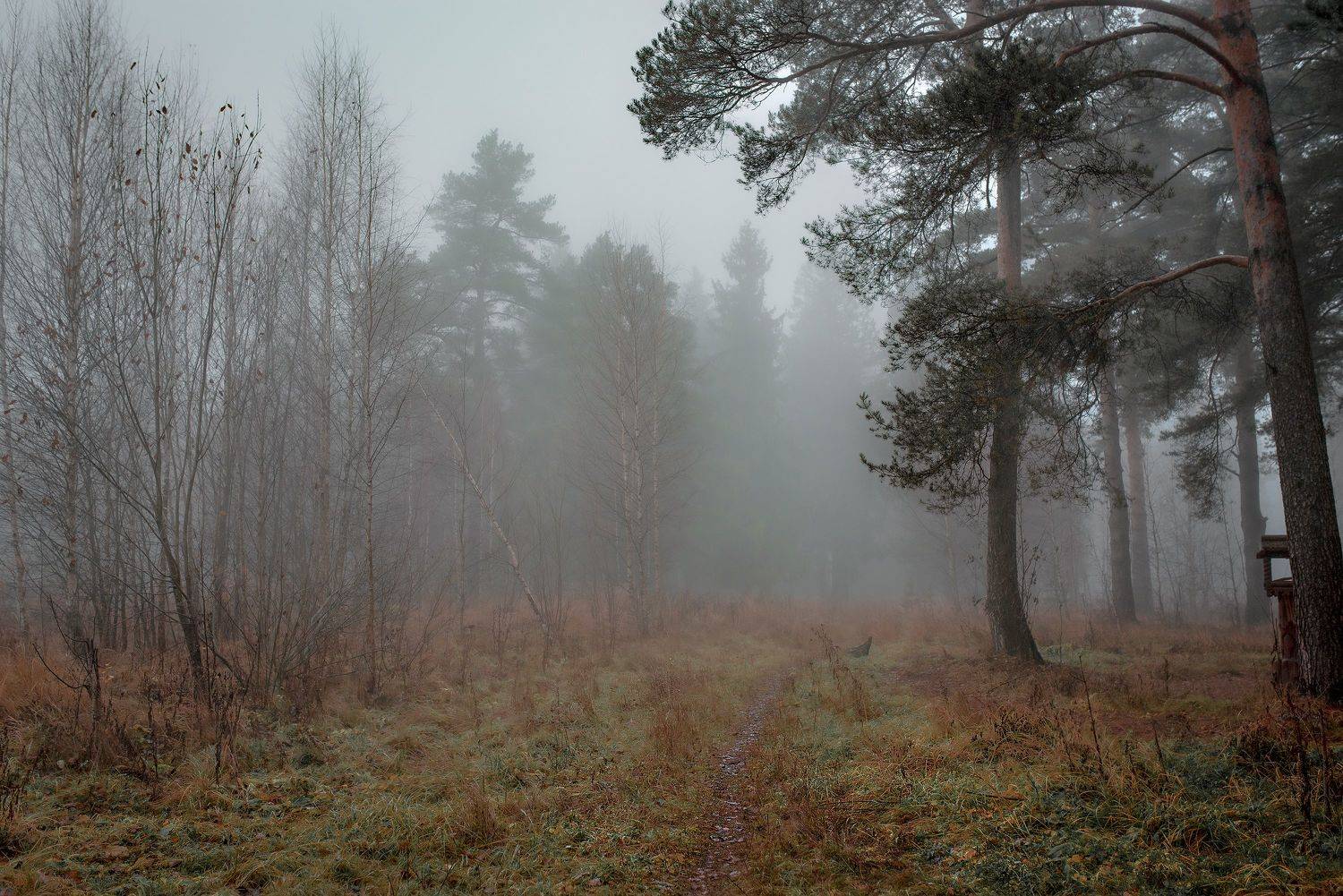 туман,тихий вечер,изморось,дождь,сосны,парк,загородный парк,, Крышковец Владимир