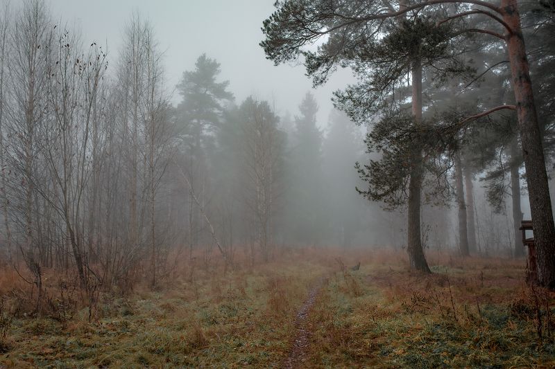 туман,тихий вечер,изморось,дождь,сосны,парк,загородный парк, \