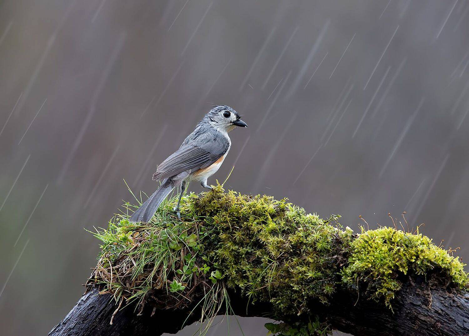 tufted titmouse, острохохлая синица,  синица,  titmouse,  зима, дождь, Etkind Elizabeth
