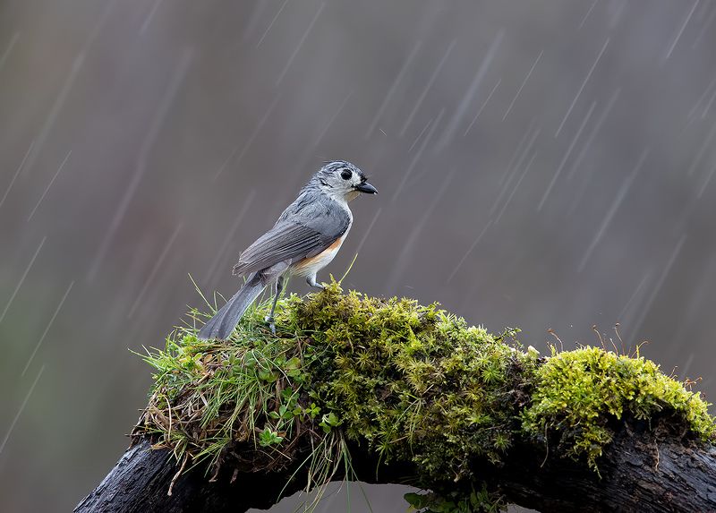 tufted titmouse, острохохлая синица,  синица,  titmouse,  зима, дождь Tufted Titmouse -Острохохлая синица фото превью