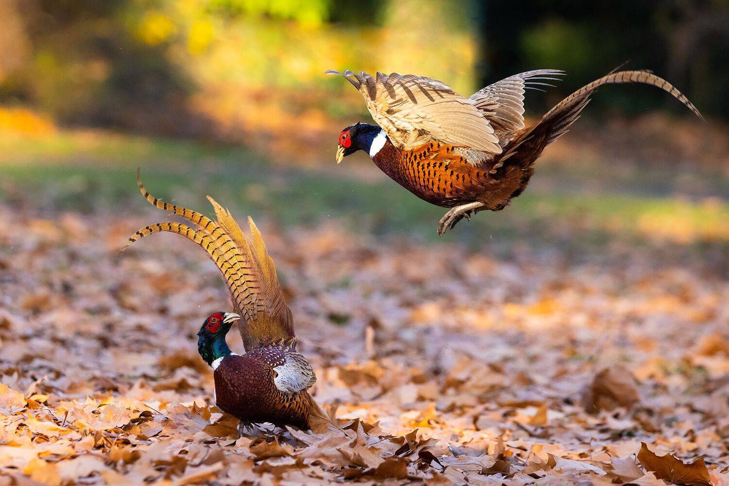 , Robert Adamec