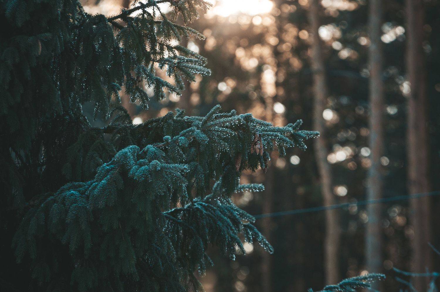 , Динара Зуйкова