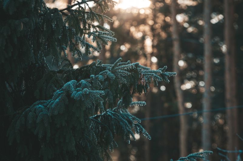 Рассвет фото превью