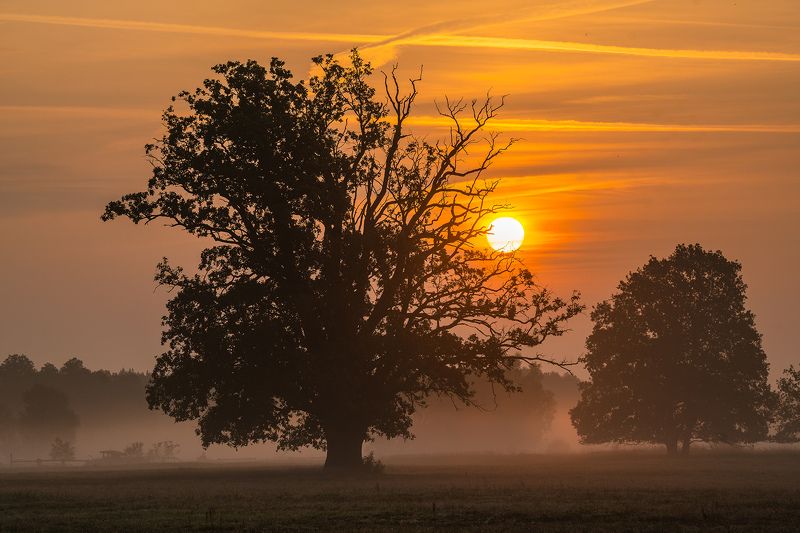 Oaks in the morning mist фото превью