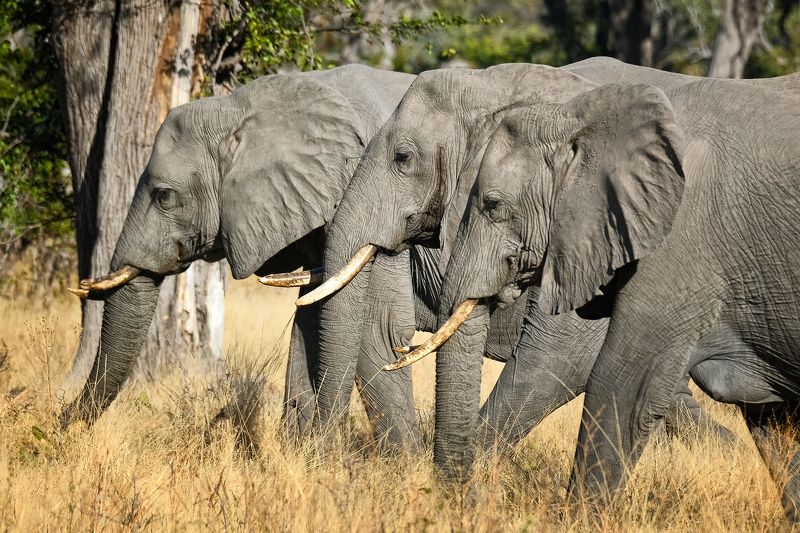 Lady\'s club фото превью