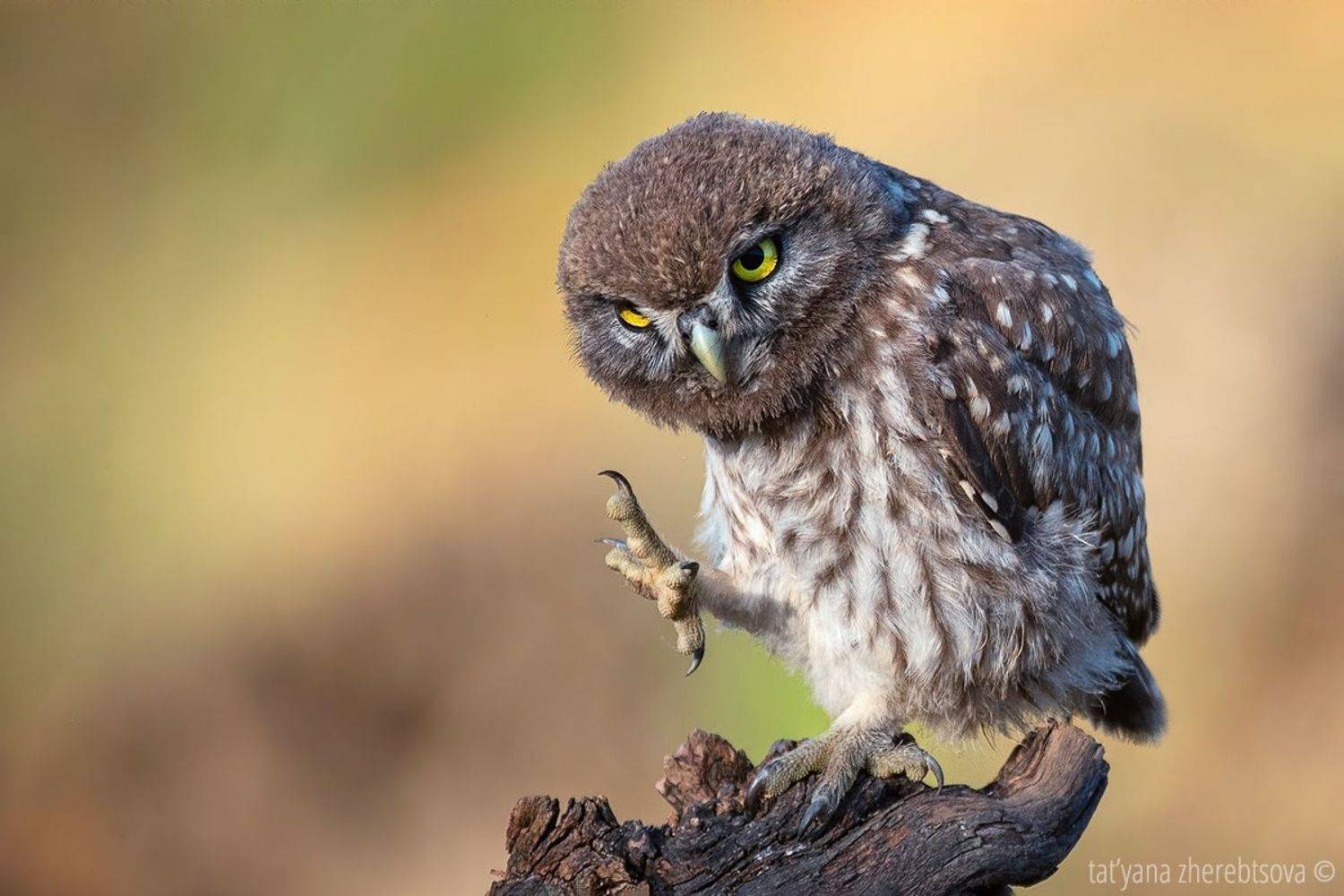 , Татьяна Жеребцова