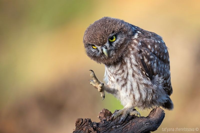 Домовый сычик фото превью
