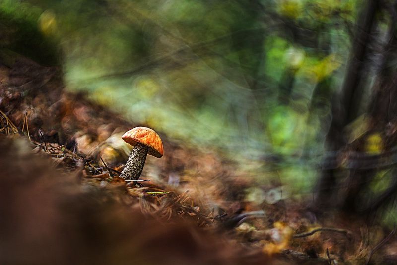 * * *  фото превью