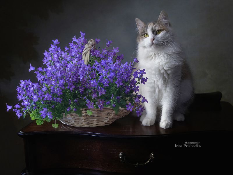 Корзина с кампанулой и Бусечка фото превью