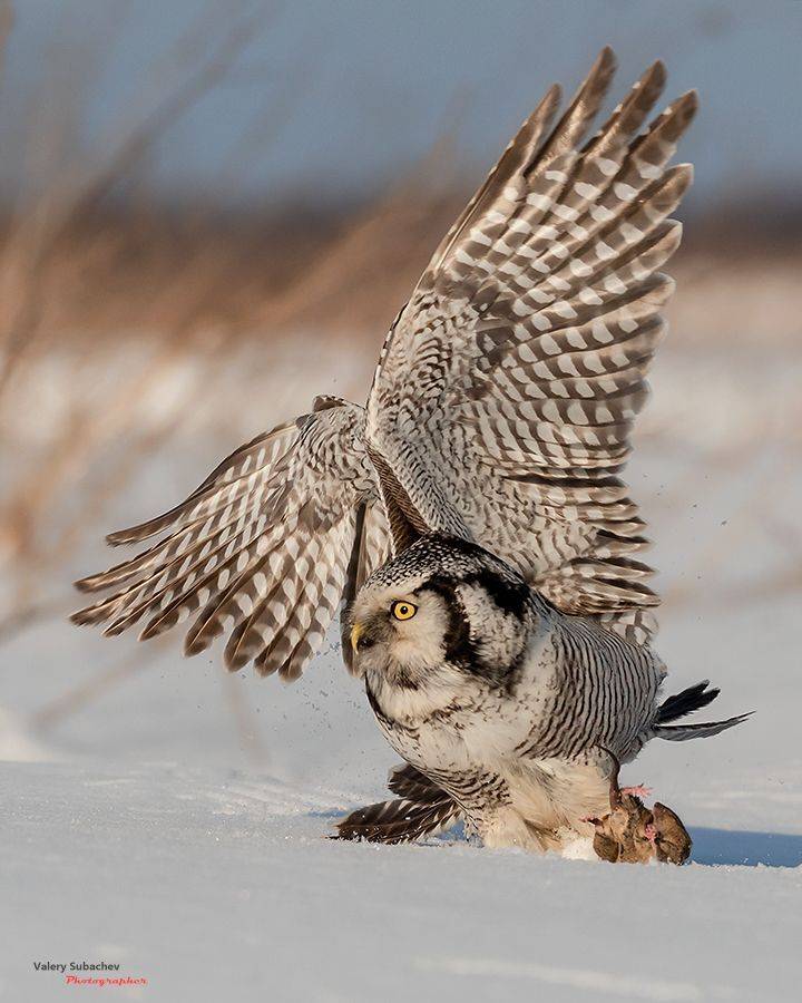 , Валерий Субачев
