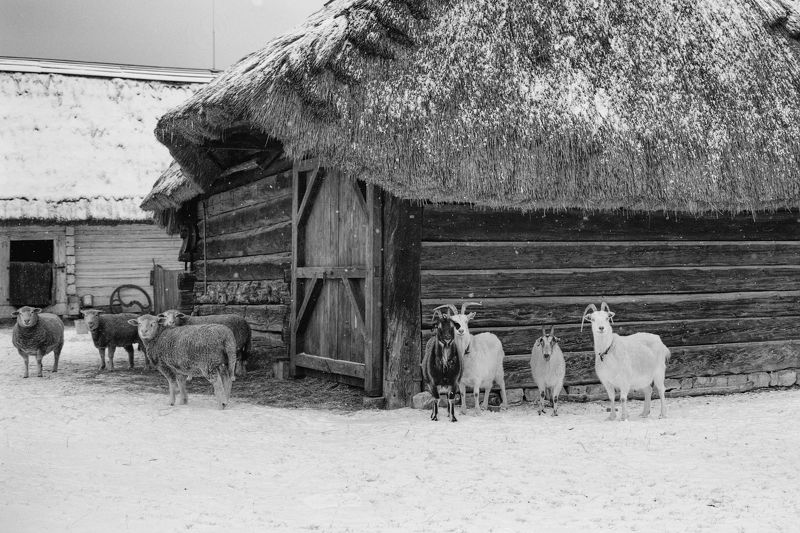 Society фото превью