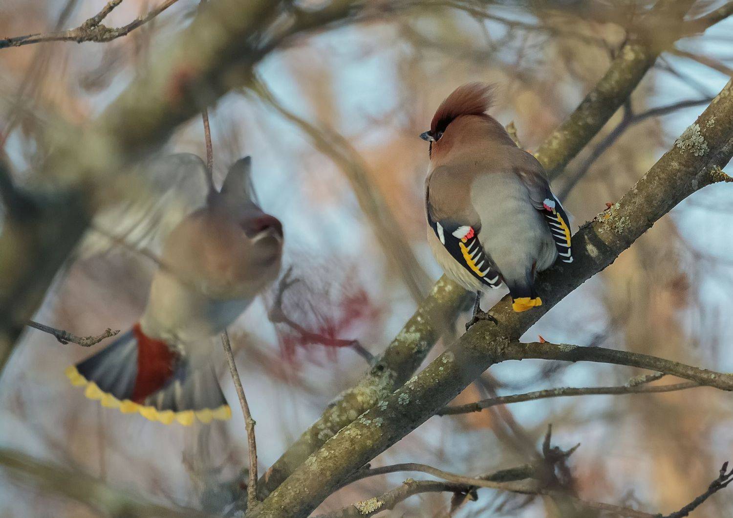 птица, свиристель, ветки, Светлана Холодняк