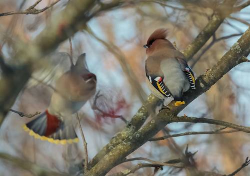 Аngry hungry bird