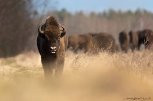 Żubr - Puszcza Białowieska 