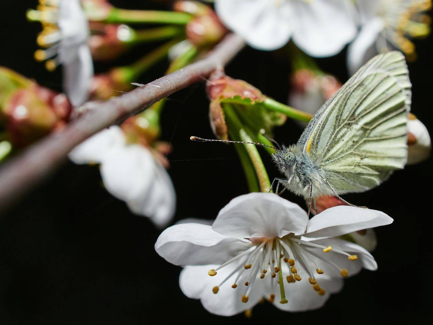 бабочка, вишня, макро, ночь, весна, Сергей Калёв