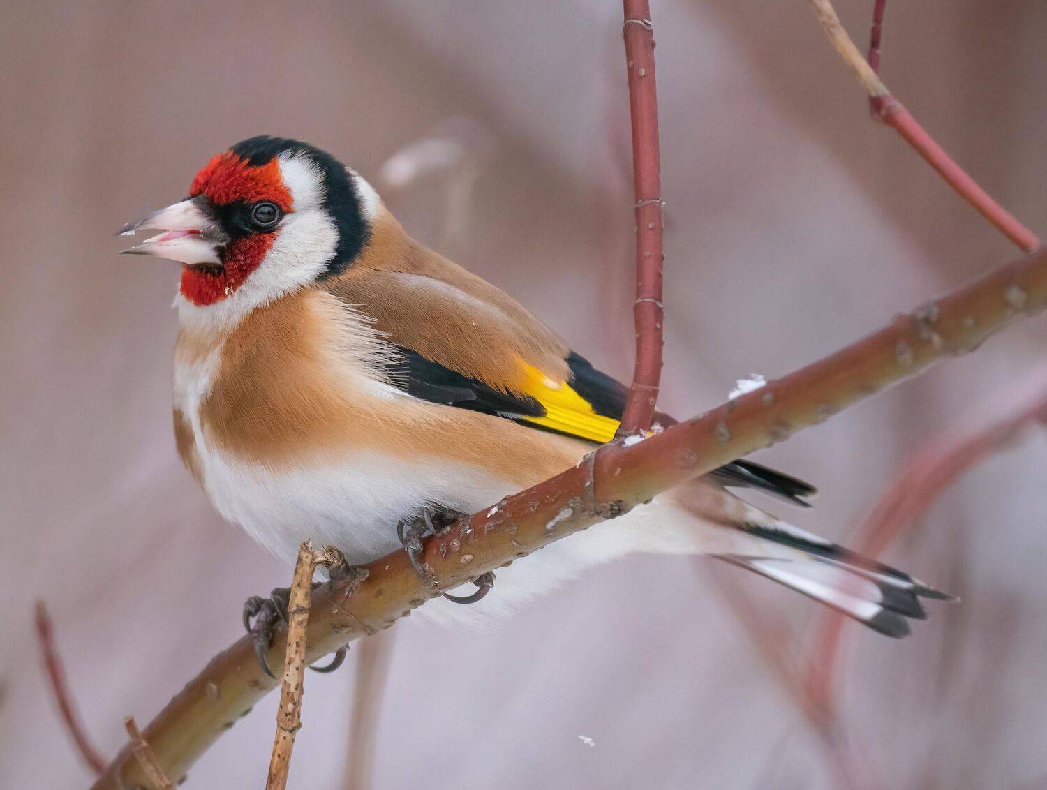 , Константин Дэм