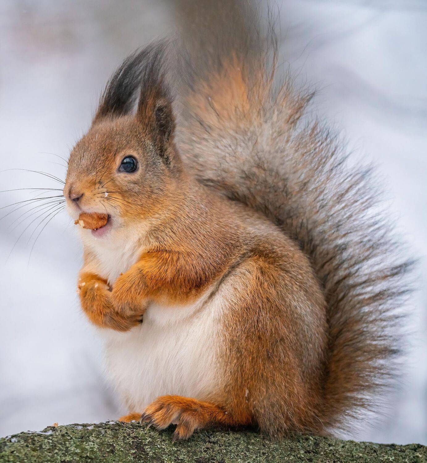 , Константин Дэм