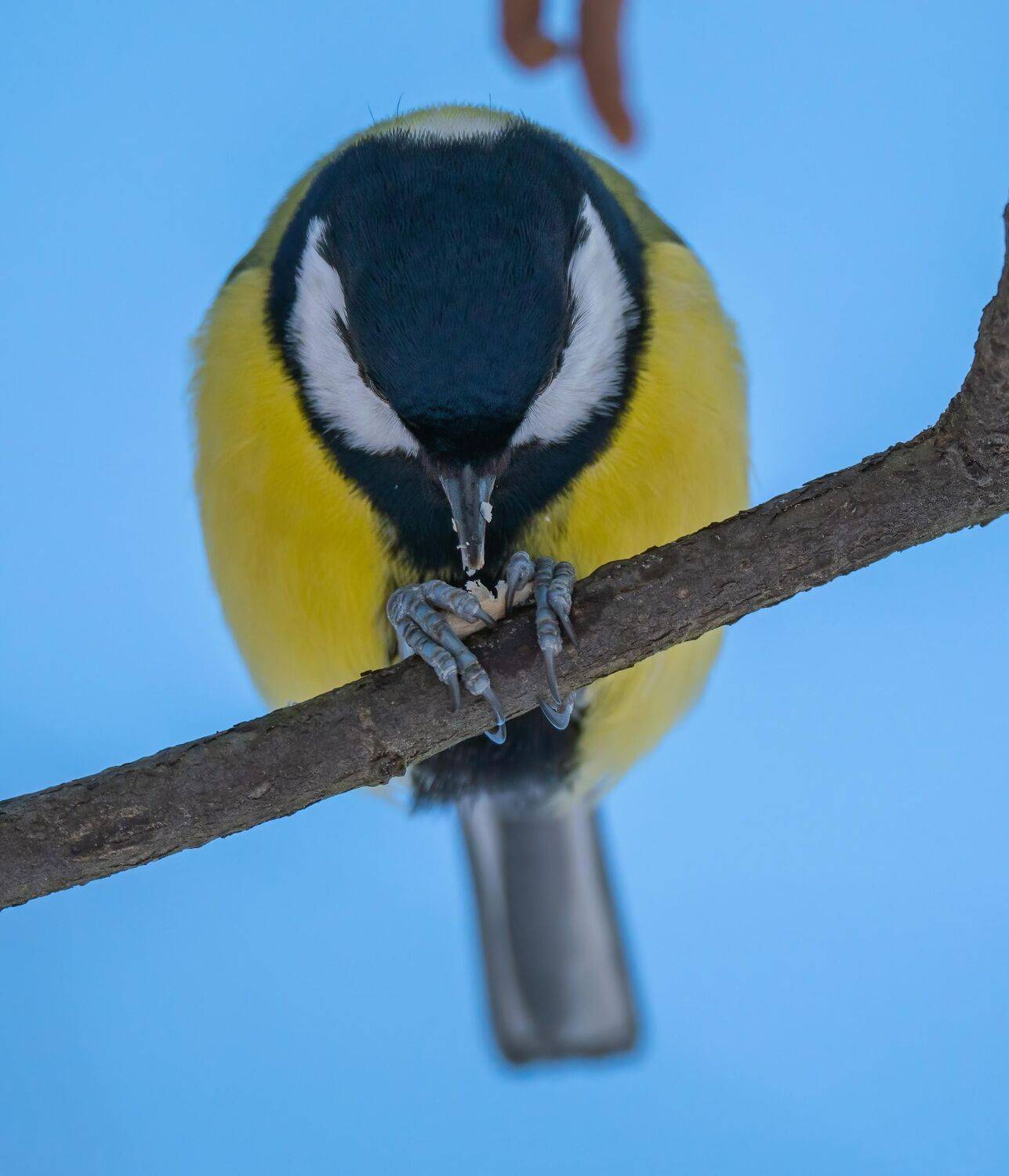 , Константин Дэм