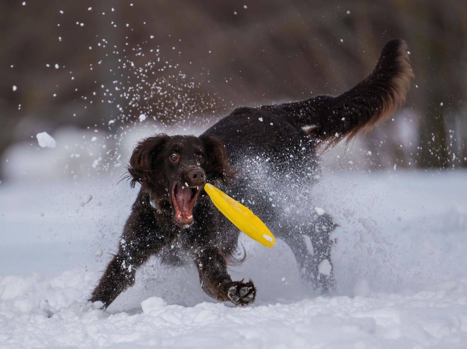 , Константин Дэм