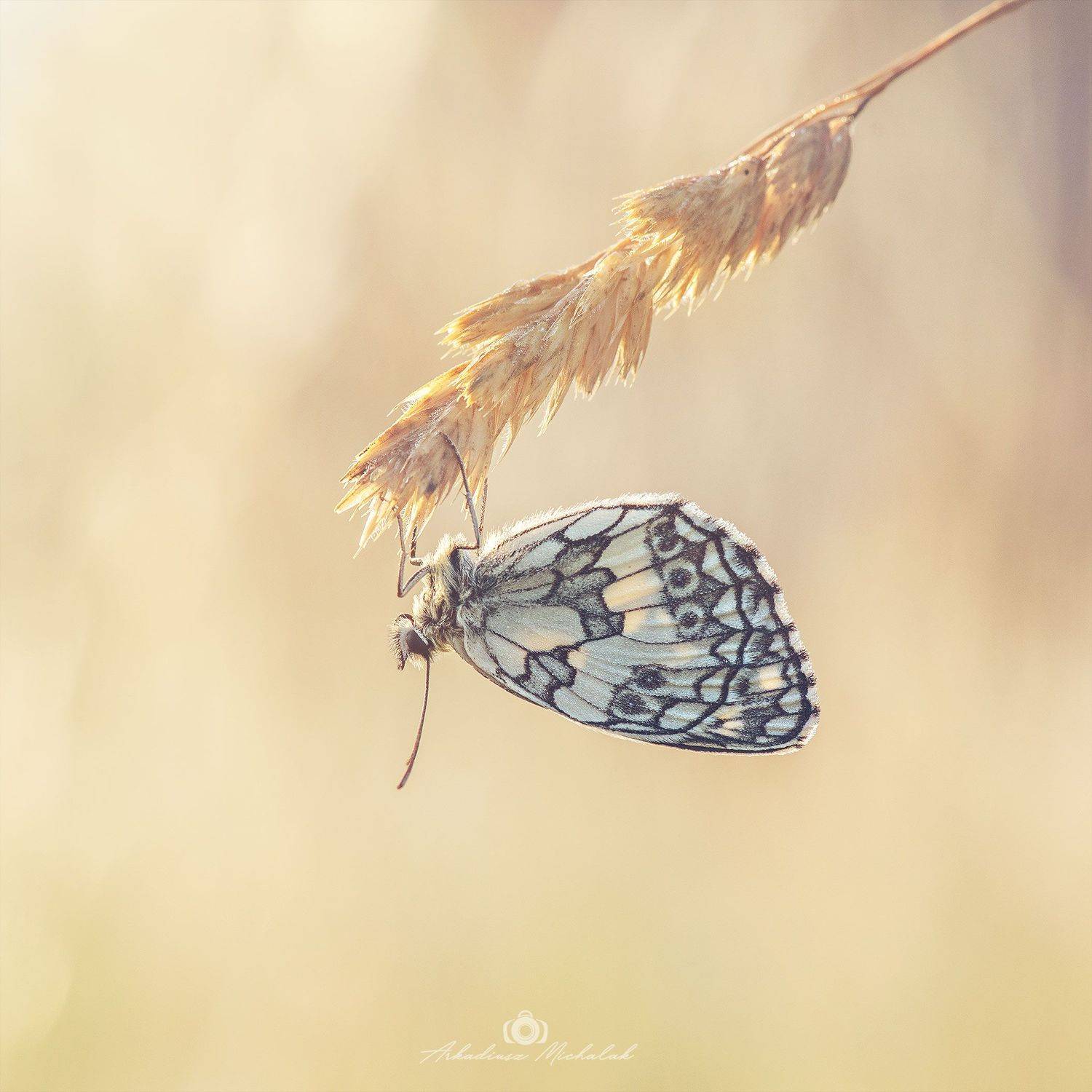 , Arkadiusz Michalak