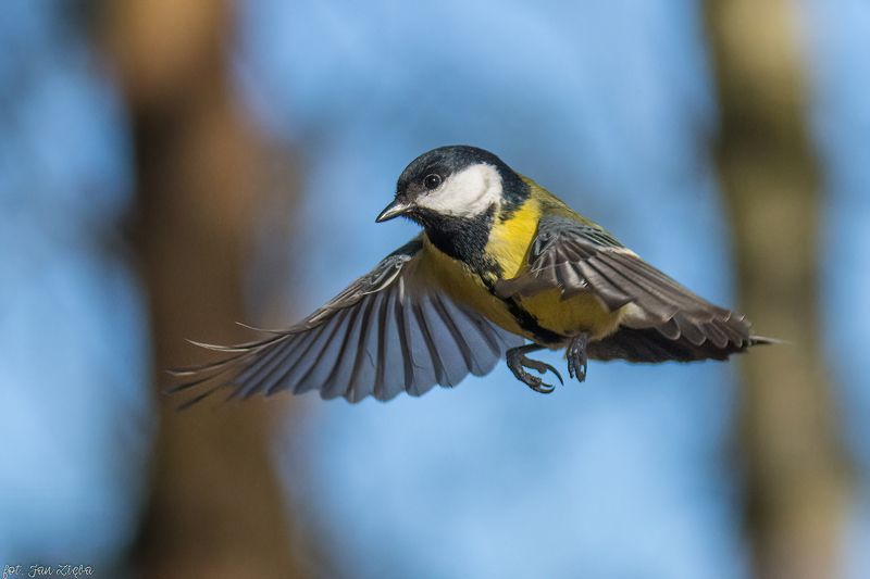 *** фото превью