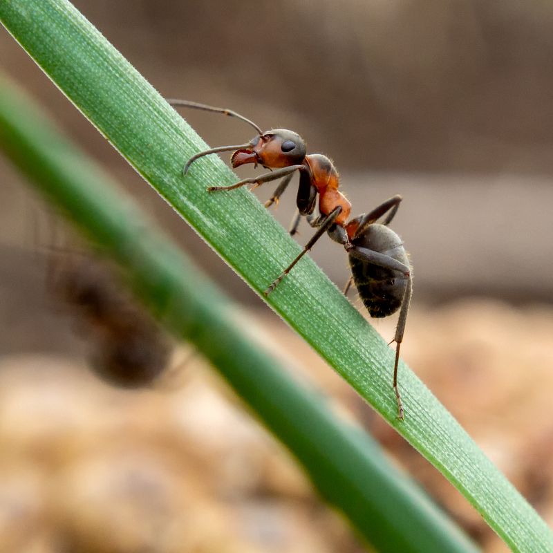 Муравей фото превью