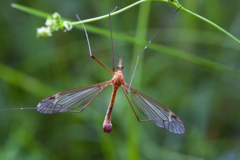 Насекомое фото превью