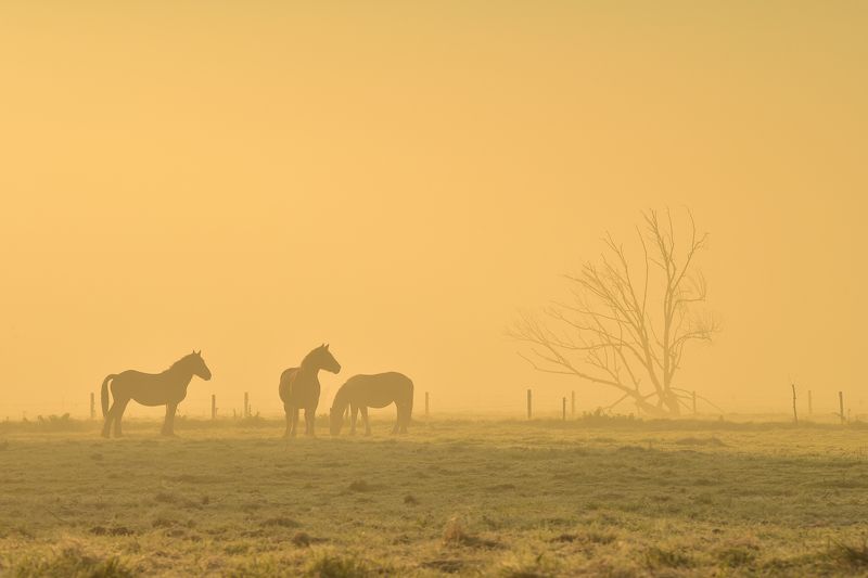 Fog фото превью