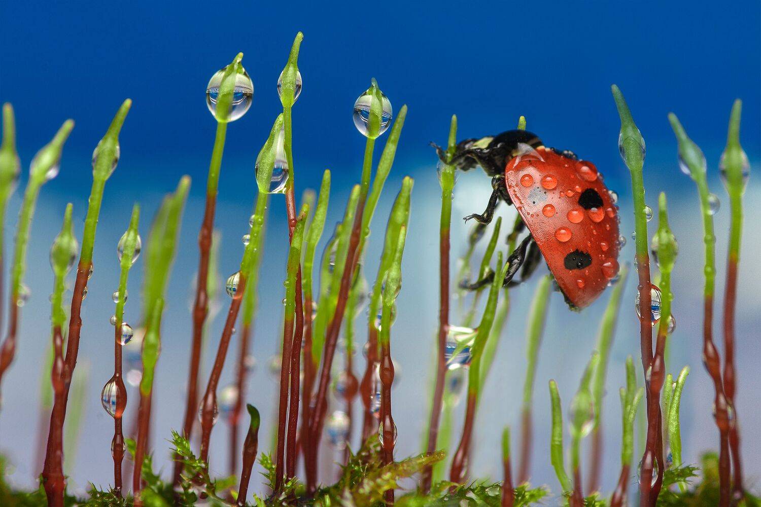 ceclii, macro, Tsvetan Ganev