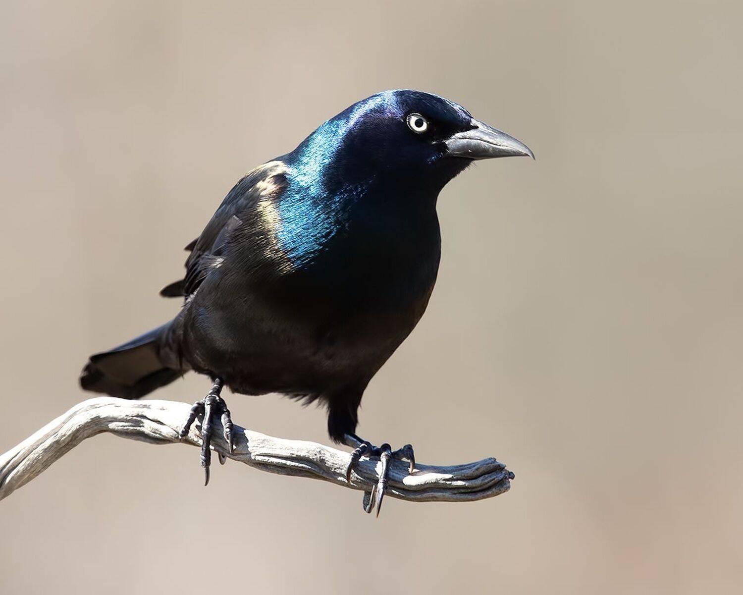 гракл, common grackle, grackle, зима, Etkind Elizabeth