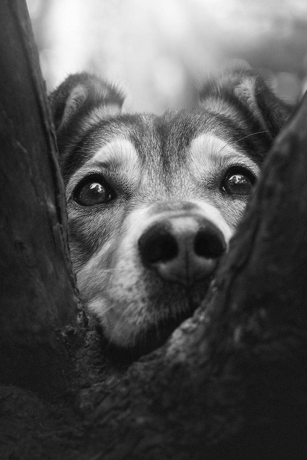 собака, животное, dog, взгляд,, Евгений Крутиков