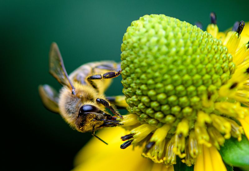 Honey bee фото превью
