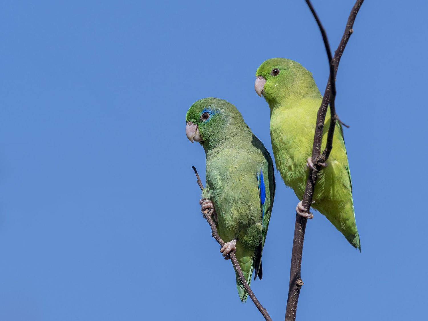 , Fernando Burgalin Sequeira