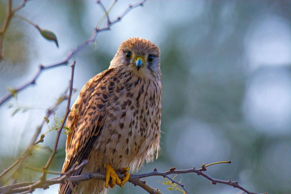 , Людмила Бекман