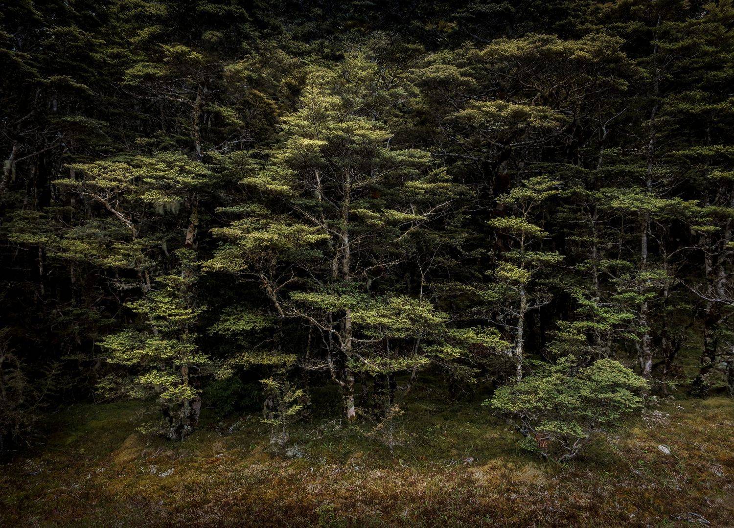 лес, новая зеландия, бук, нд, Демкина Надежда