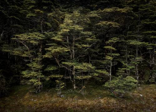 Буковые леса Новой Зеландии