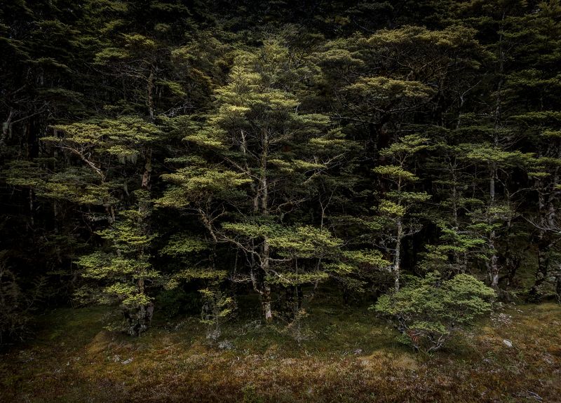 лес, новая зеландия, бук, нд Буковые леса Новой Зеландии фото превью