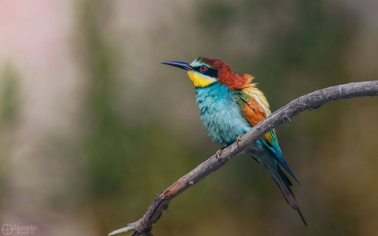 золотистая, щурка, Александр Круль