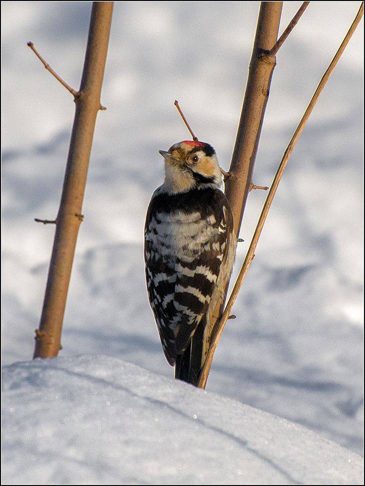 москва, зима, парк, АНАТОЛИЙ ДОВЫДЕНКО