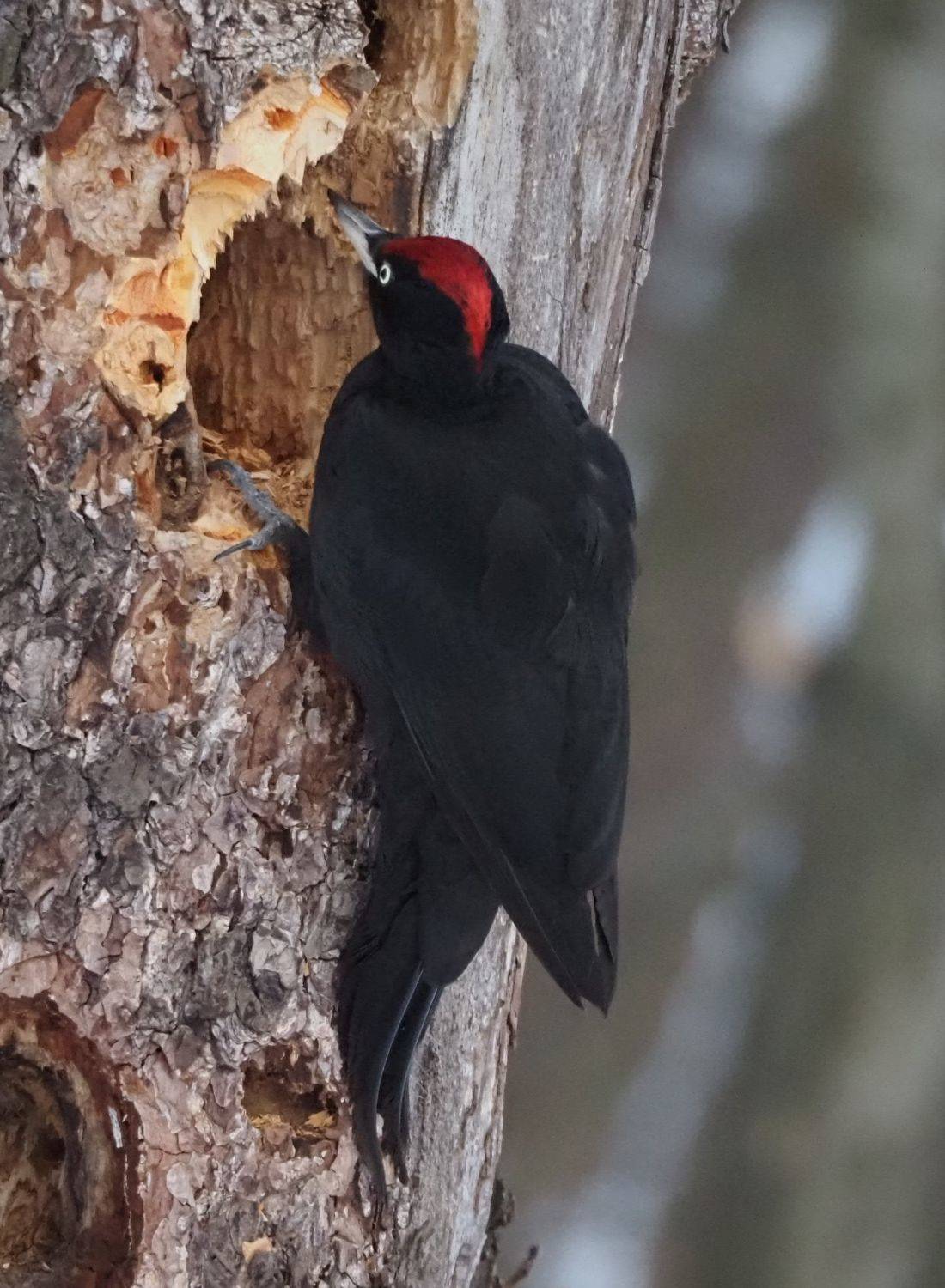 , Сергей Духанин
