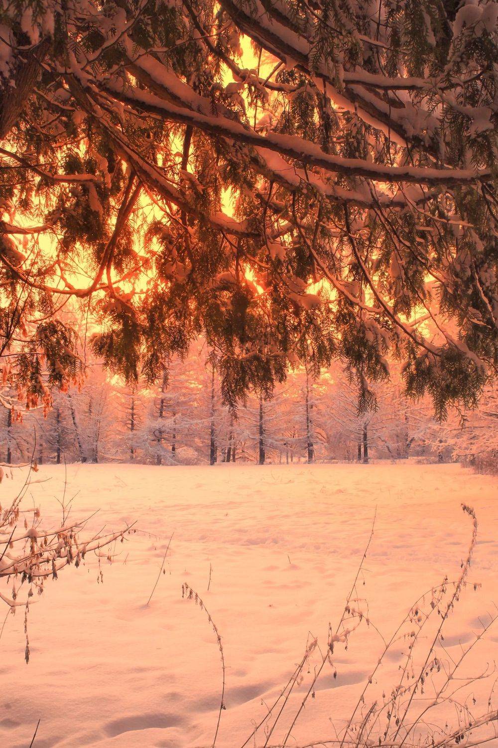 пейзаж, природа, nature, landscape, winter, зима, лес, forest, закат, sunset, Julia Kaissa