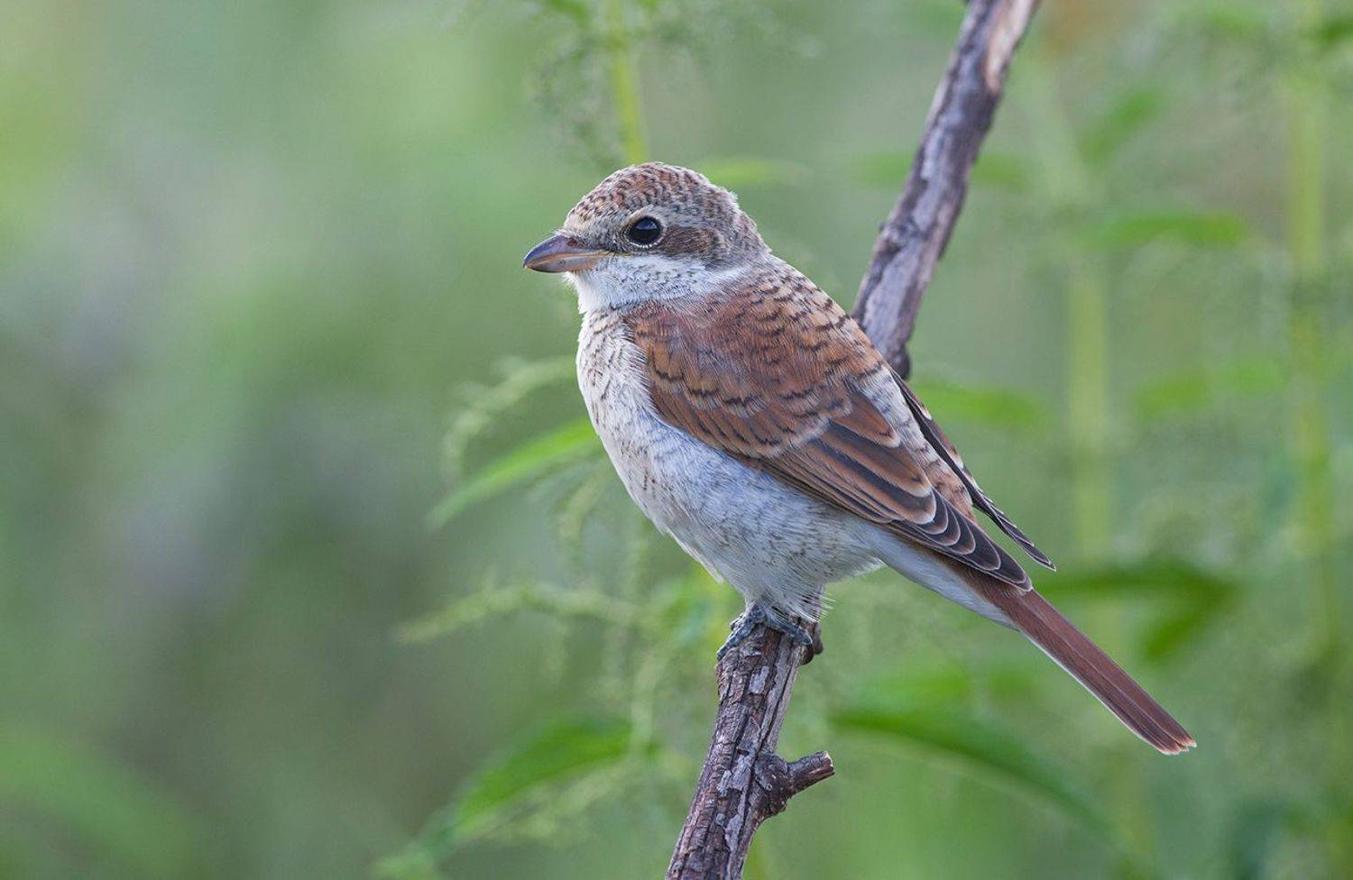 жулан,молодой,крапива, Иван