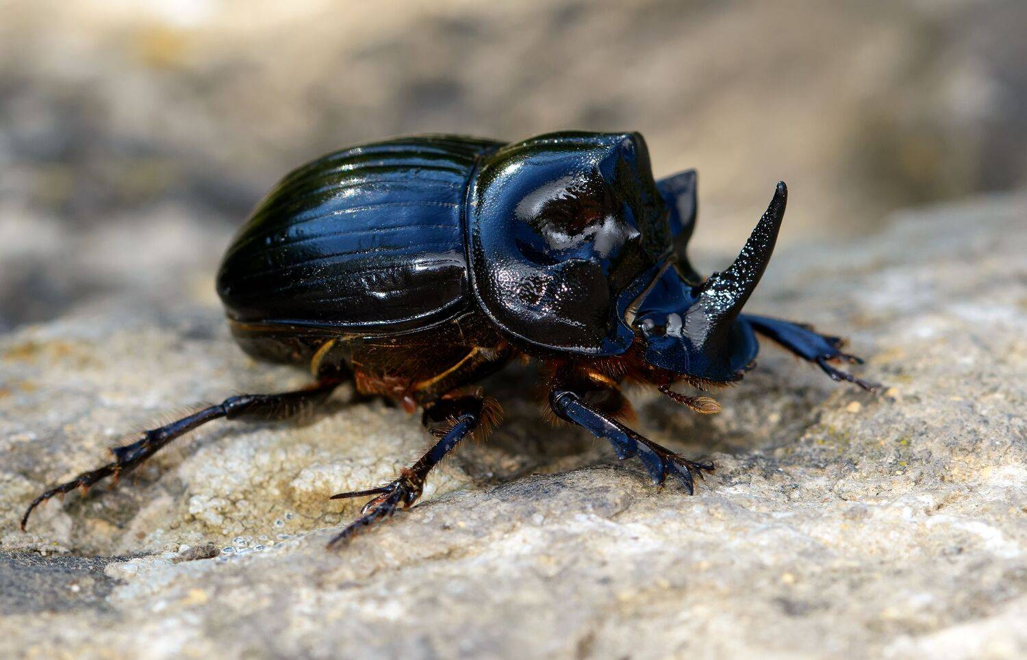 копр лунный, copris lunaris, пластинчатоусые, scarabaeidae, scarabaeinae, жук, Павел Черенков