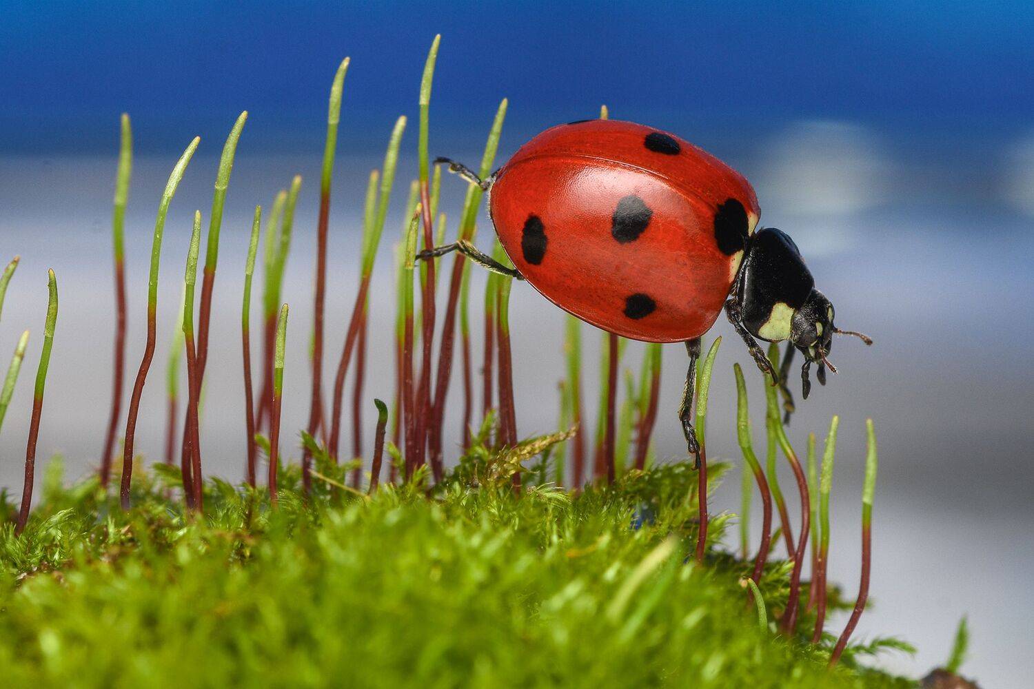 ceclii, macro, Tsvetan Ganev