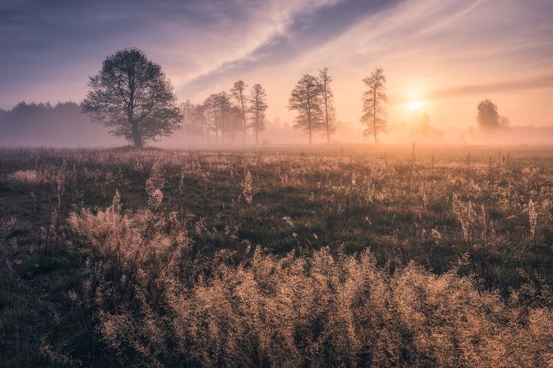 Walk in the meadow фото превью