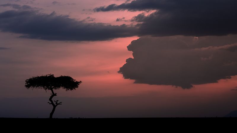sky, evening, sunset, dusk, clouds, cloud, africa, tree, kenya, masai mara, mara Tree & clouds фото превью