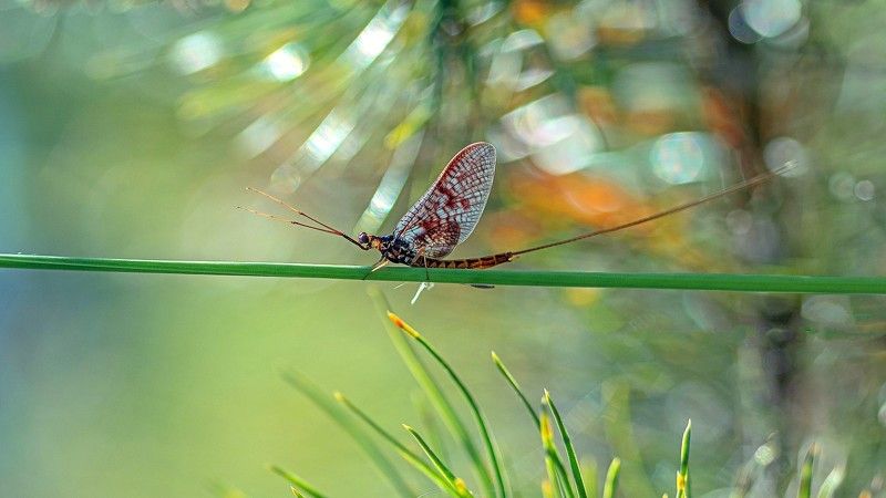 * * * фото превью