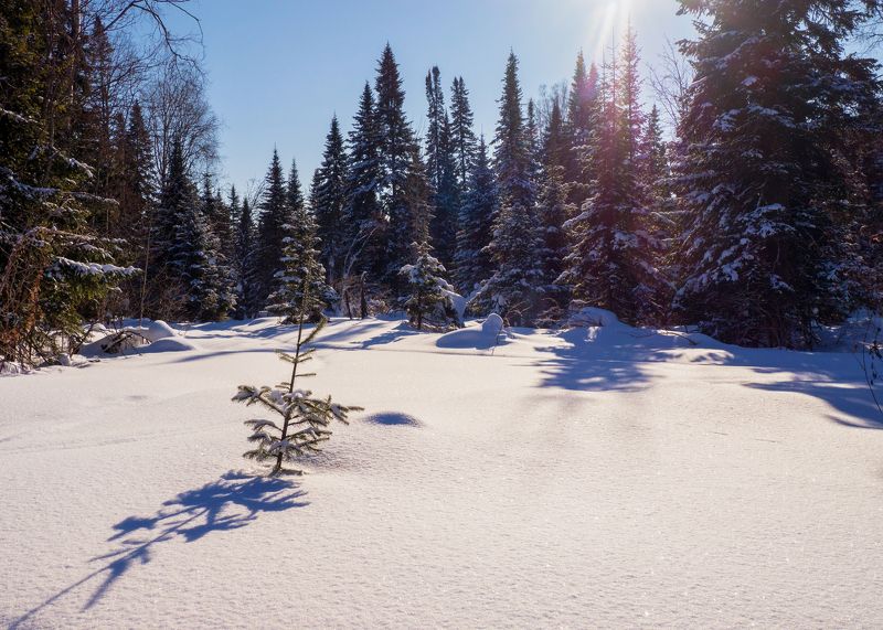Утро в тайге фото превью