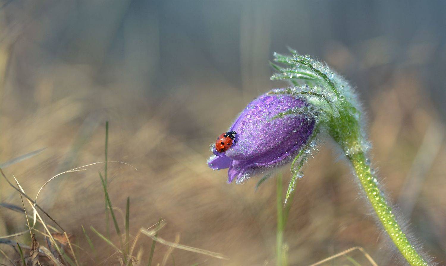 , Анатолий Зверев
